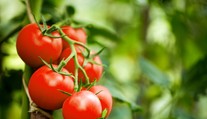 Máte veľa rajčín? Uvarte si na večeru tieto skvelé recepty