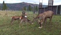 Tatranská polepšovňa pre neposlušné jelene sa plní. Za ich správanie môžu ľudia, ktorí ich kŕmili