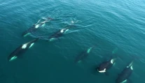 Skupina kosatiek potopila plachetnicu v Gibraltárskom prielive. Posádku musel zachraňovať ropný tanker