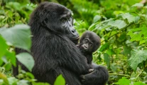 Baby boom v africkej divočine. Ohrozené gorily zaznamenali výrazný prírastok