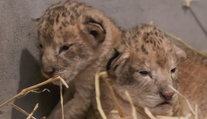 Ramzes, prvý lev berberský narodený v bojnickej zoo, sa už po druhý raz stal otcom