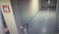 Zlodejka kradla v nákupnom centre bonsaje. Myslela si, že ju nikto nevidí