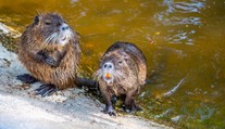 V Nitre sa premnožili nutrie. Okoloidúci ich prikrmujú, ochranári to kritizujú