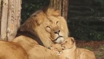 Smútok v bojnickej ZOO. Jej ikonu museli navždy uspať
