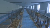 V stanici na juhu Slovenska skončili stovky psov. Ak ich chcú útulky zachrániť, musia štátu zaplatiť