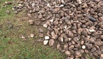 Poľovníci sa sťažujú, že odkedy funguje aplikácia s evidenciou vnadísk, sabotéri im ničia posedy