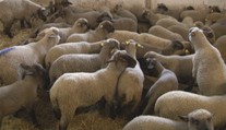 Na verejnosť sa dostali zábery krutého prevozu jahniat, ochranári hovoria o stredovekých metódach