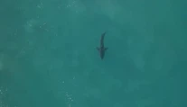 Nepríjemná náhoda: Surfér pre dvoma rokmi "zbil" žraloka, teraz si ho opäť našiel