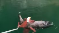 VIDEO: Odvaha sa orlovi nevyplatila. Mohutná chobotnica zaútočila na predátora