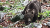 V Prešovskom kraji vyhlásili pre výskyt medveďa mimoriadnu situáciu
