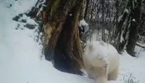 VIDEO: Tri roky o nej nebolo počuť.  Jedinú albínsku pandu na svete zachytila fotopasca počas hry