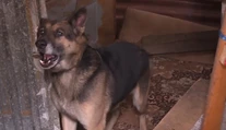 Na psie zápasy upozorňujeme roky. Krutú zábavu organizujú zrejme aj v tejto osade