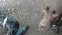 Labrador si našiel netradičnú hračku. Majitelia ju vystavujú ako trofej