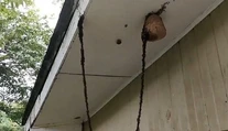 Nebudete veriť, čo je na videu. Živý most vytvorili mravce