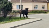 Autentické VIDEO zachytilo pobehujúceho býka v Stupave. Behal v centre mesta a poškodil viacero áut