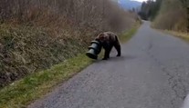 Medveď sa 17 dní túlal po Slovensku s kŕmnym valcom na hlave. Vysileného ho našli v Slovenskom raji