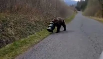 Medveď sa 17 dní túlal po Slovensku s kŕmnym valcom na hlave. Vysileného ho našli v Slovenskom raji