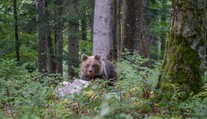 Turisti zo strachu z medveďov rušia dovolenky. Chatári aj ochranári tvrdia, že pohyb v horách je bezpečný