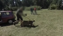 Poľská polícia pátra po pume a jej majiteľovi, ktorí utiekli do lesa