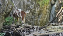 FOTO a VIDEO: Nikto nevie, ako sa tam dostala. Na ferate Kyseľ v Slovenskom raji uviazla krava
