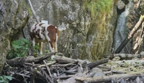 FOTO a VIDEO: Nikto nevie, ako sa tam dostala. Na ferate Kyseľ v Slovenskom raji uviazla krava