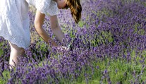 Slovenské Provensálsko. Na týchto miestach si môžete sami nazbierať levandule (+ mapa)