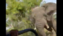 VIDEO: Smrtiaci útok slona na autobus plný turistov. Jedna žena jeho besnenie neprežila