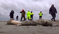 Na pobrežie Kaspického mora vyplavilo až 1700 mŕtvych tuleňov