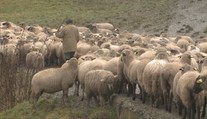Oviec na našich pasienkoch ubúda. Hrozí, že tradičné salaše o pár rokov zaniknú