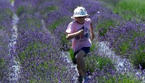 Vo Svinnej pri Trenčíne organizovali samozber levandule. Pozrite sa na to nádherné pole
