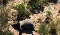 Chodili v kruhoch a nakoniec spadli na zem mŕtvi. Vedci rozlúštili záhadu hromadného úhynu slonov v Afrike