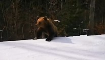 Minúty strachu. Inštruktora lyžovania na zjazdovke prenasledoval medveď