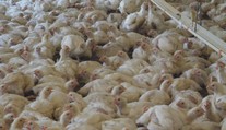 Hydinári varujú pred kritickou situáciou. Na pultoch bude možno drahšie mäso aj vajcia