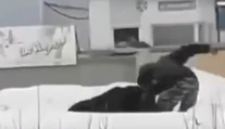 VIDEO: Muž šiel na ulicu vyvenčiť medveďa. Keď ho šelma napadla, dal sa na útek