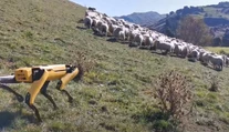 VIDEO: Salašnícke psy by sa už mali báť o miesta, ich prácu zvládne aj štvornohý robot
