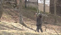 Aby im bolo teplo, ničia lesy. Za obeť padne denne niekoľko zdravých stromov