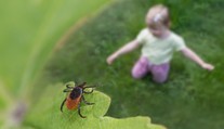 Kliešťov bude tento rok rekordne veľa. Ľudia s jednou krvnou skupinou sa ich báť nemusia