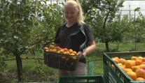 Ovocinári majú hlavu v smútku. Úroda marhúľ bude tento rok zlá, rušia aj samozber