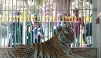 Z papule šelmy trčala topánka. Zoo v Pakistane zavreli po náleze roztrhaného tela v tigrom výbehu