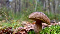 Letná hubárska sezóna: Mykologička prezradila, na čo si musíte dať pozor a čo treba dodržiavať