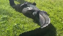 VIDEO: Ženu na Floride usmrtil veľký aligátor, keď sa snažila pomôcť psovi. Plaza sa podarilo odchytiť