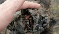 Topiaci sa permafrost vydal dokonalú múmiu jaskynného medveďa. Zachovalý je dokonca aj nos