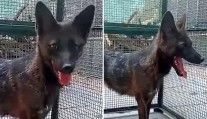 VIDEO: Jediný svojho druhu. V Brazílii objavili prvého kríženca psa a „falošnej líšky“
