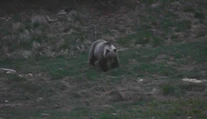 Na juh Slovenska sa opäť zatúlal medveď. V lesoch sa majte na pozore