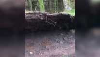VIDEO: Psíčkara zaskočil nevídaný prírodný jav. Silný vietor nadvihoval časť lesa