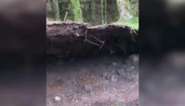 VIDEO: Psíčkara zaskočil nevídaný prírodný jav. Silný vietor nadvihoval časť lesa