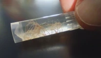 Nenápadný zabijak domácich miláčikov. Veterinári upozorňujú na pľúcne červy
