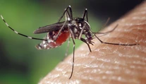 Bežný komár neprenáša vírus zika, zistili to brazílski vedci