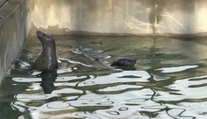 Košická zoo sa teší z nového prírastku. Toto je Lukas a Evi