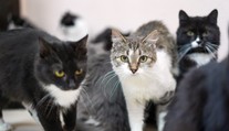 Pár žil v byte so 159 mačkami a siedmimi psami, ktoré boli v hroznom stave. Musia zaplatiť vysokú pokutu